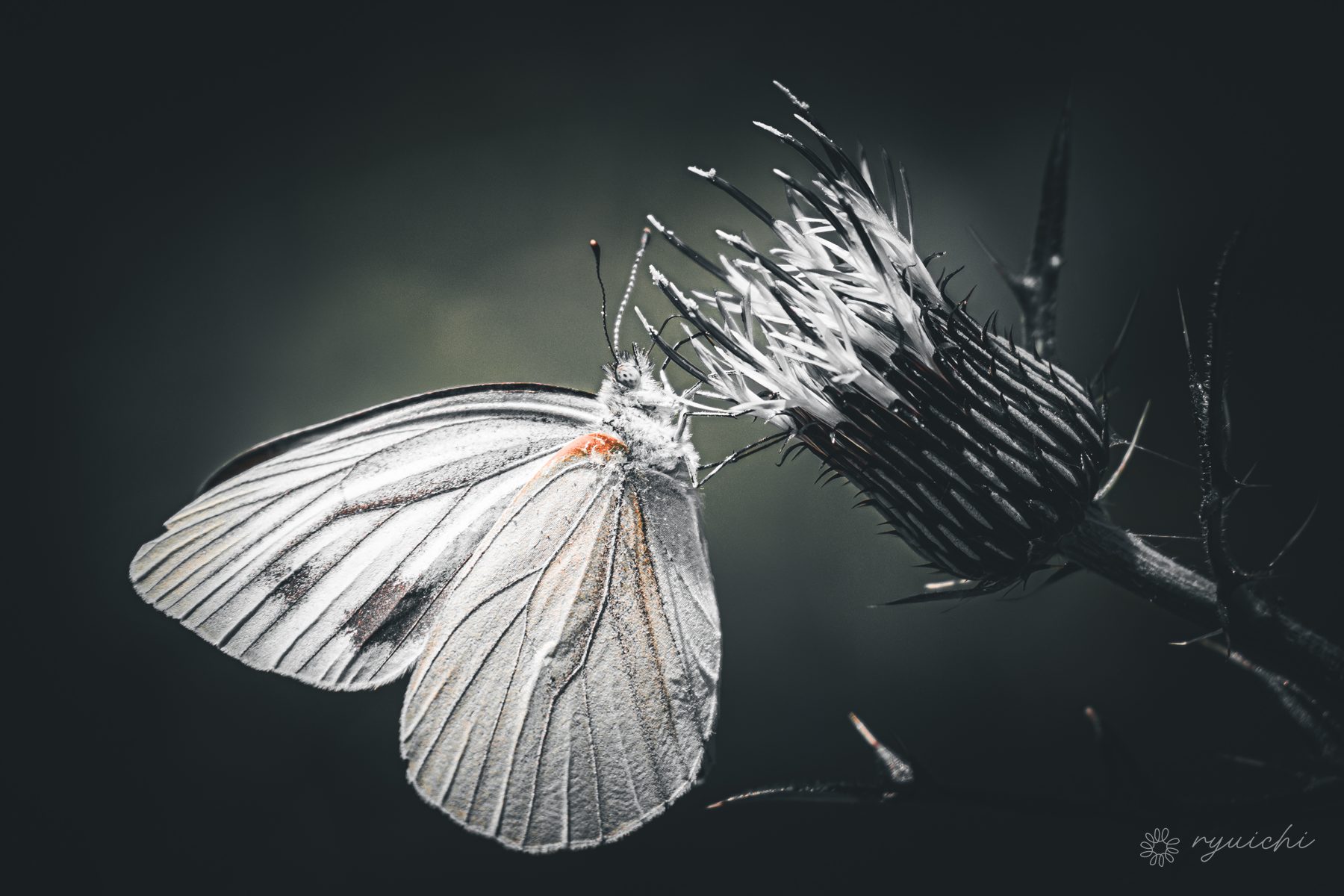 A white butterfly on a thistle in low-key light