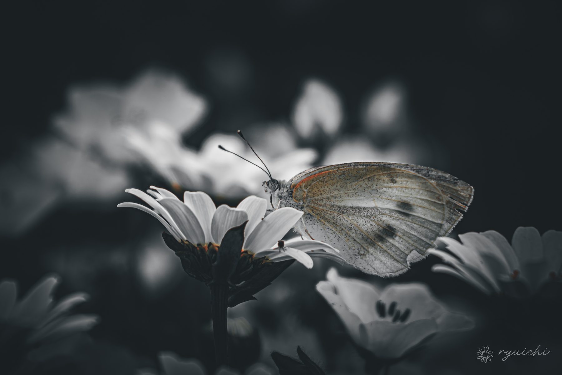 A butterfly resting in a monochrome garden