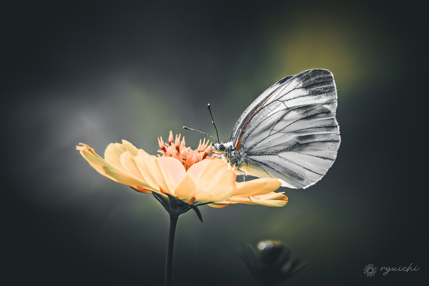 A butterfly on a pale flower emerging from darkness