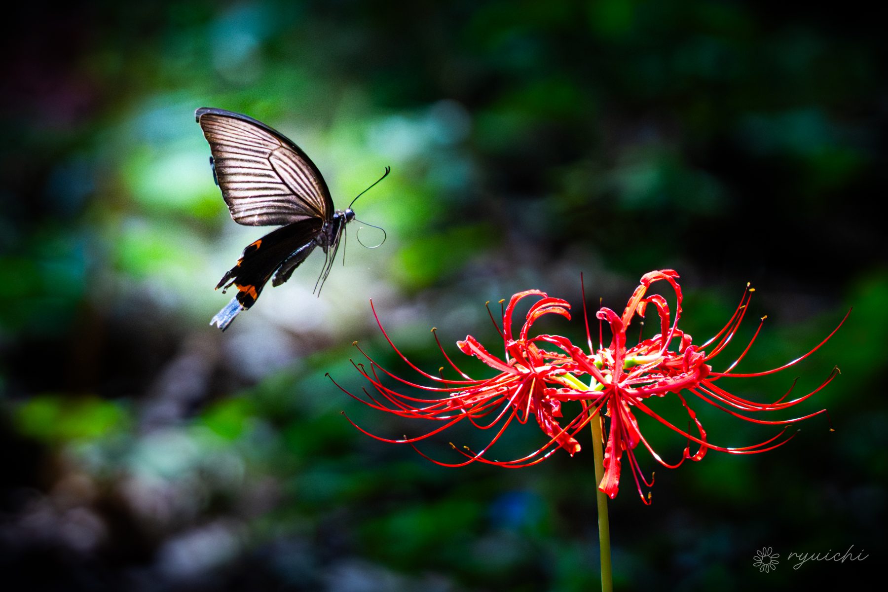 A black swallowtail over red spider lilies