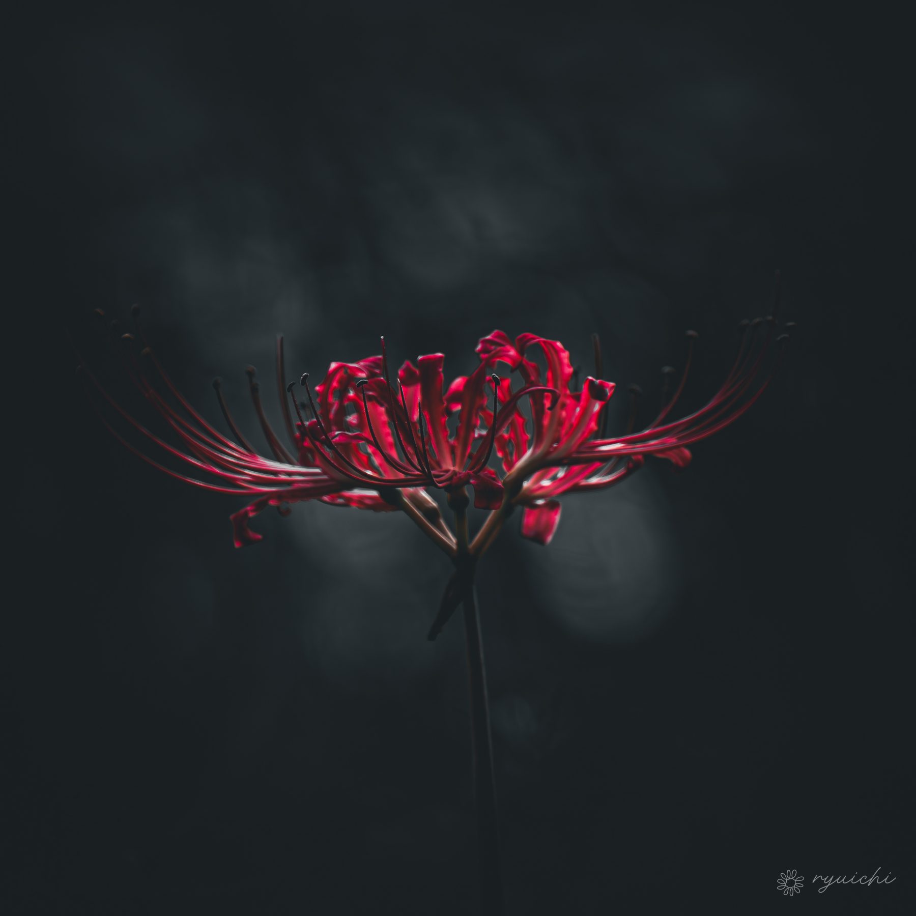 A red spider lily floating in darkness