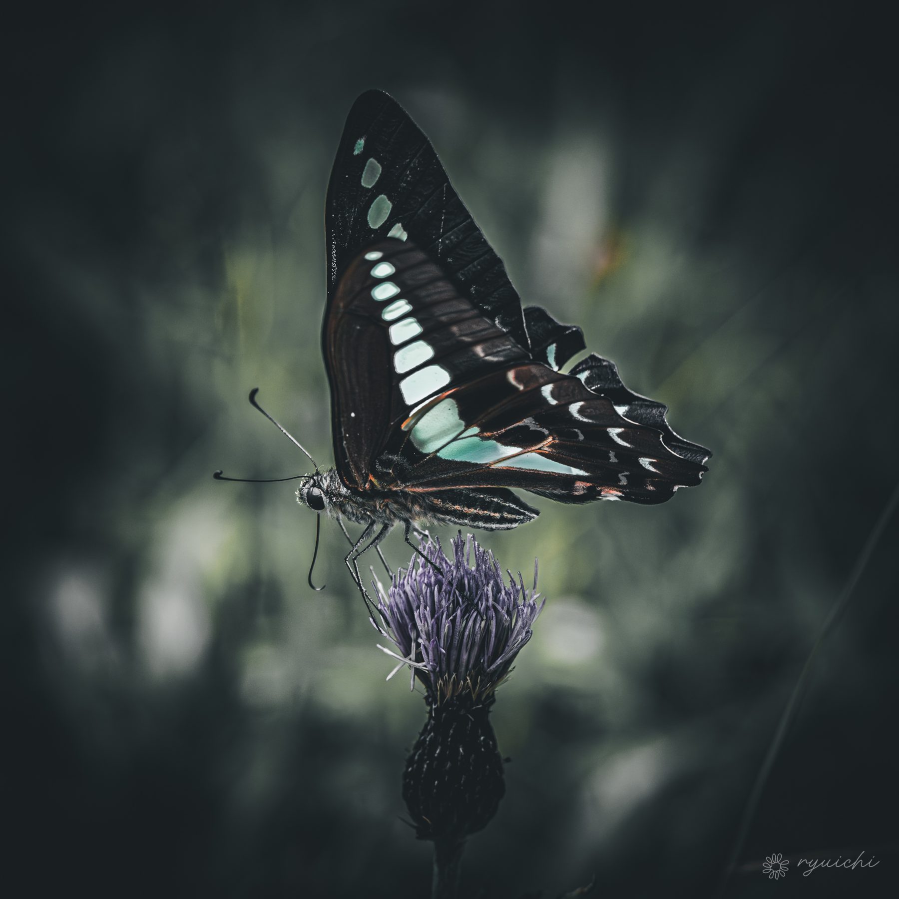 A butterfly perched on a purple thistle in dark tones