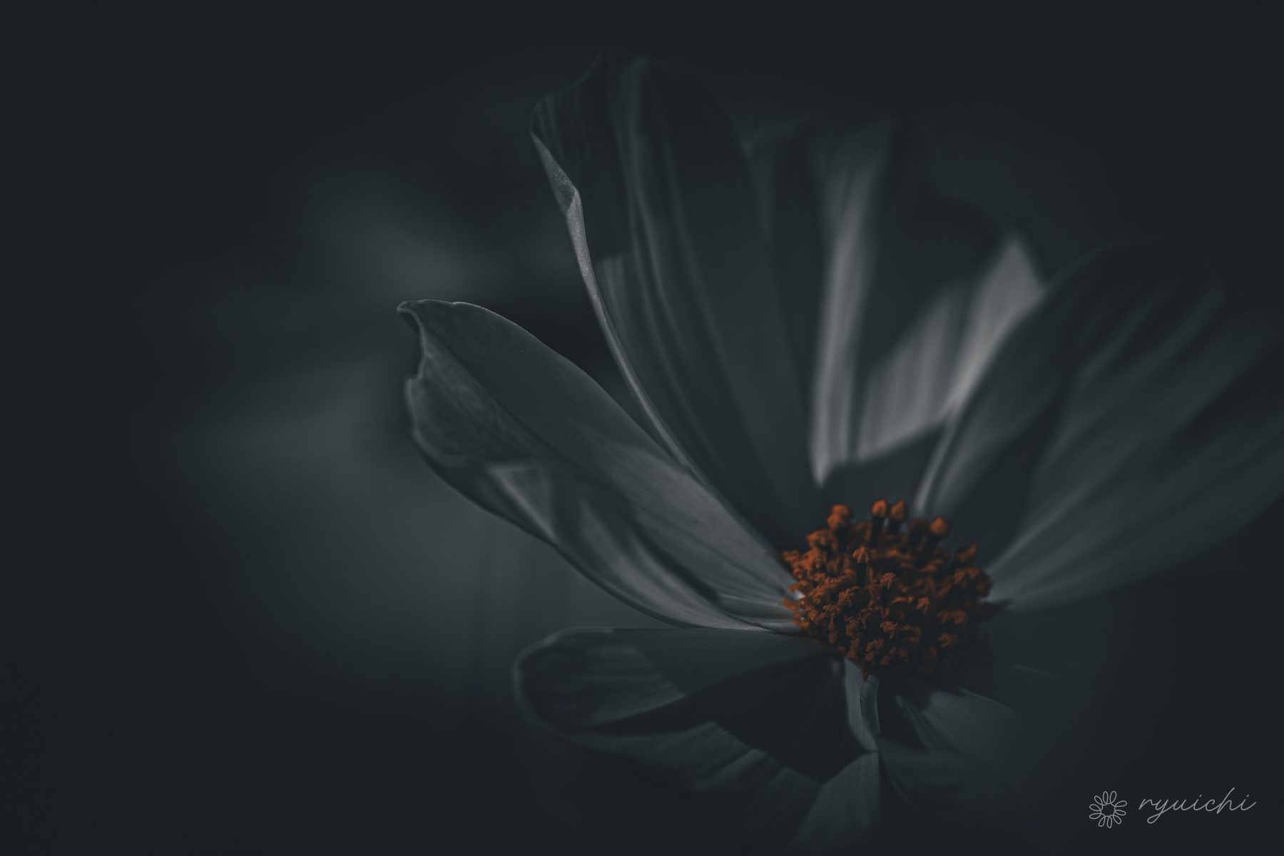 A cosmos flower sinking into shadow