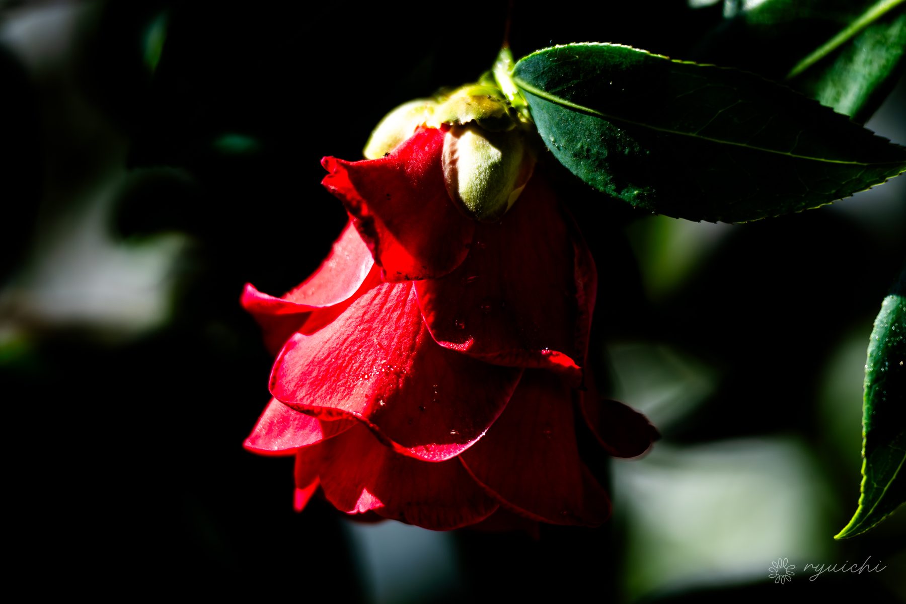 A red camellia in the rain