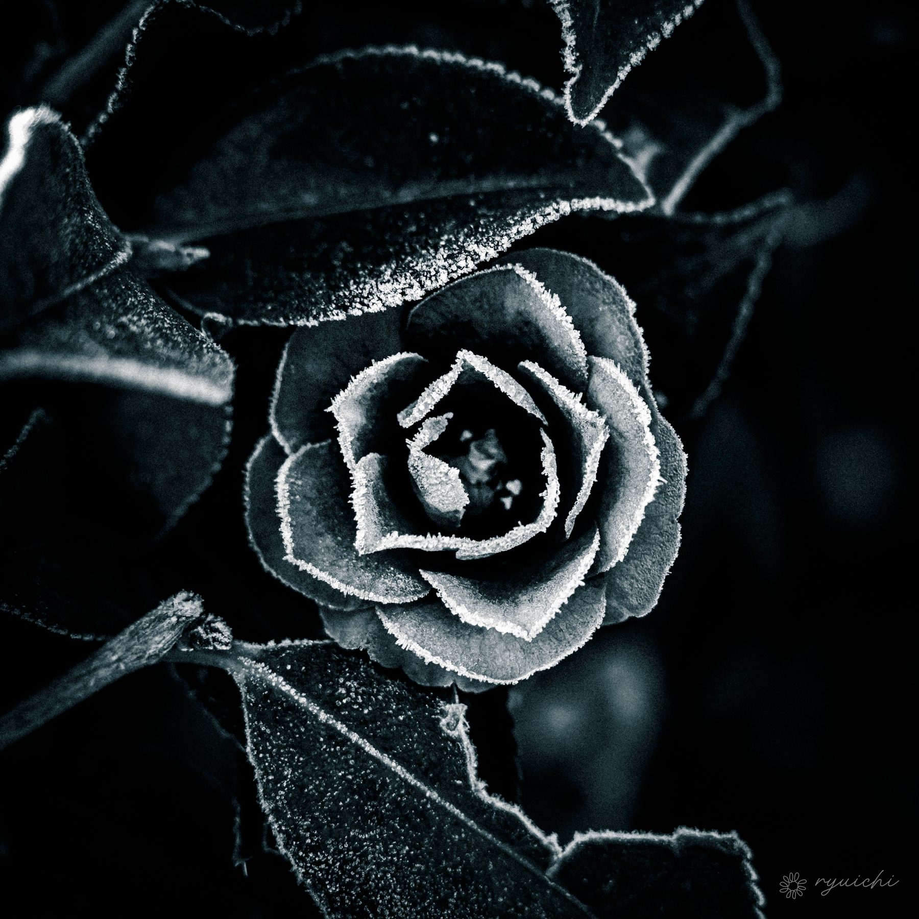 A frost-covered camellia