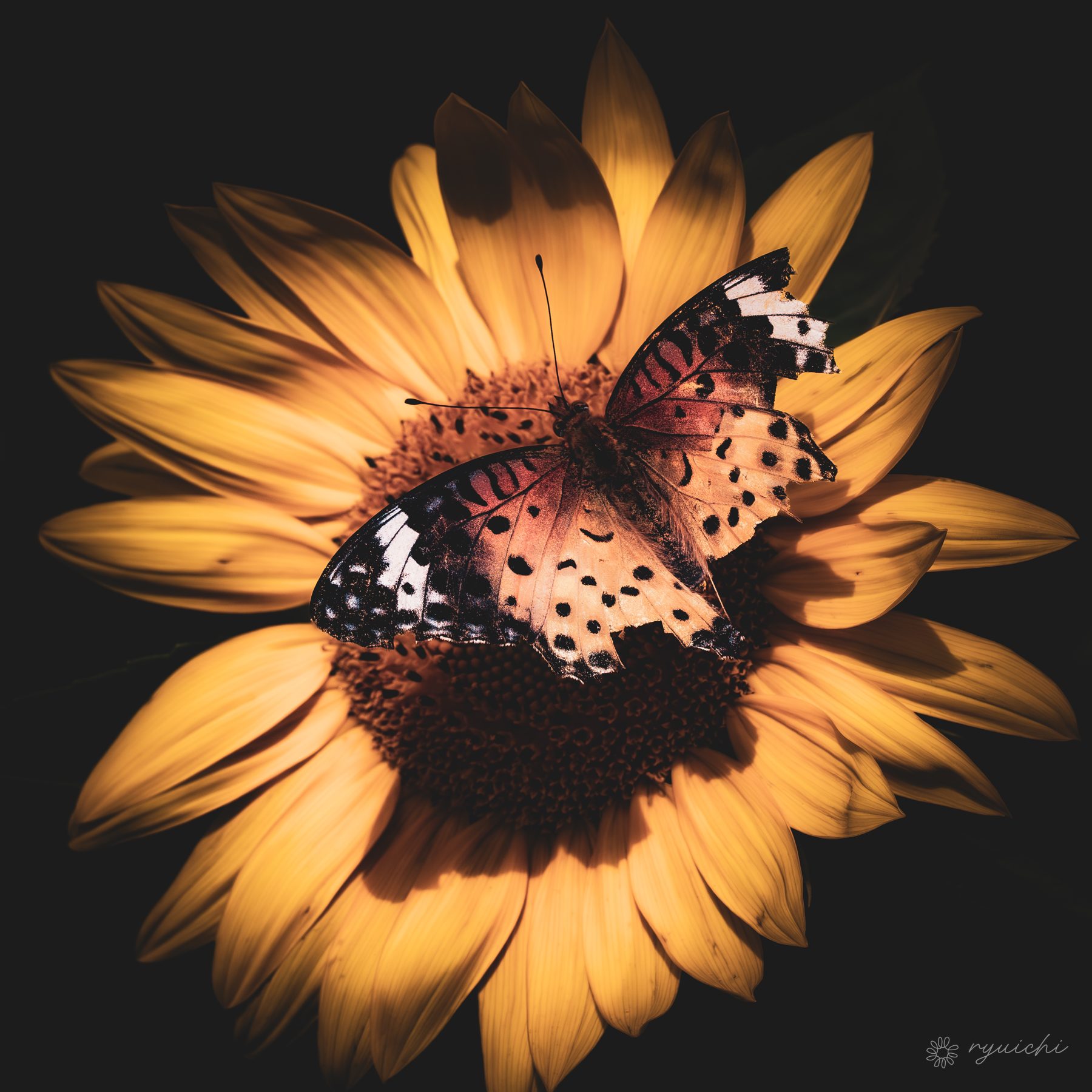 A butterfly resting on a sunflower