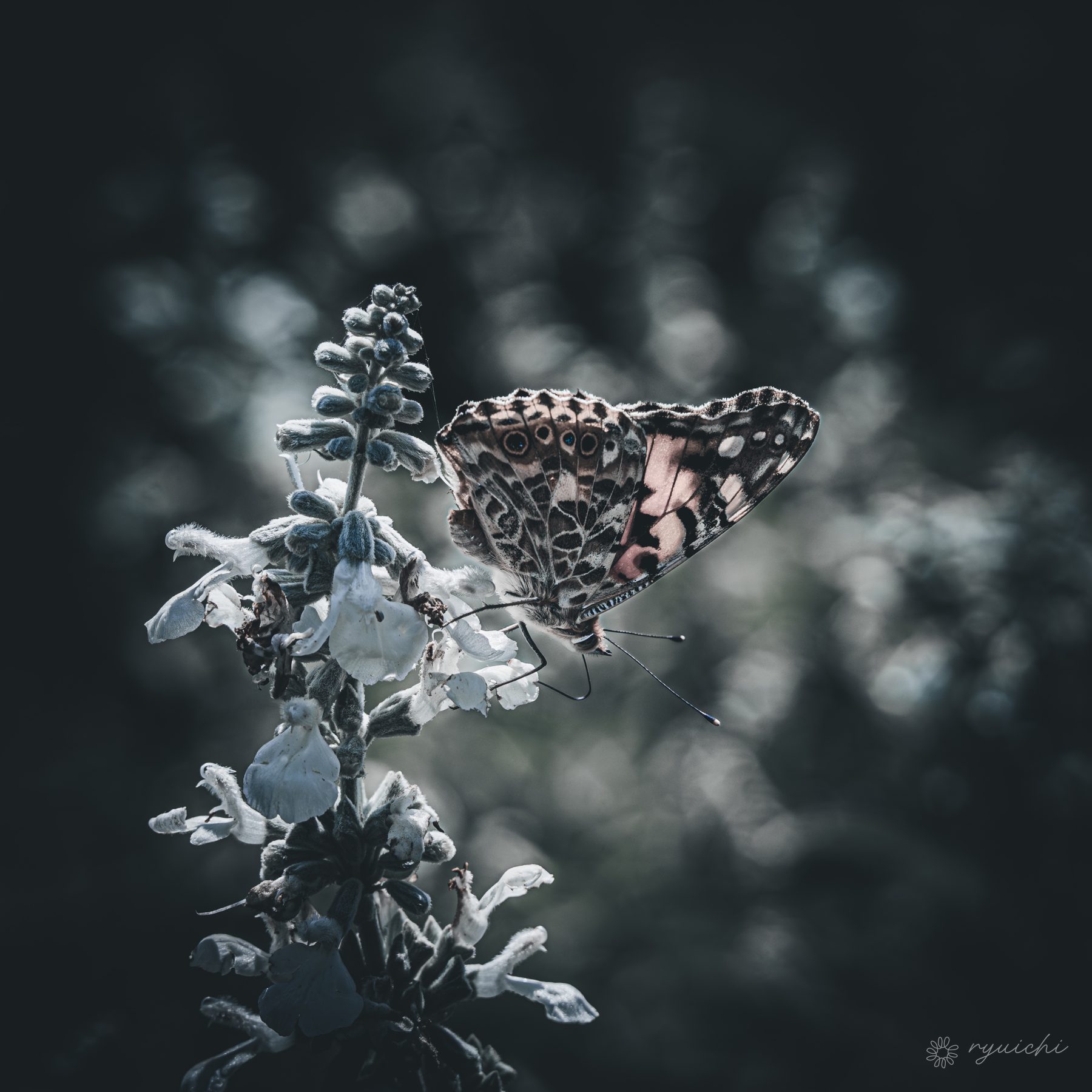 A butterfly on white winter flowers