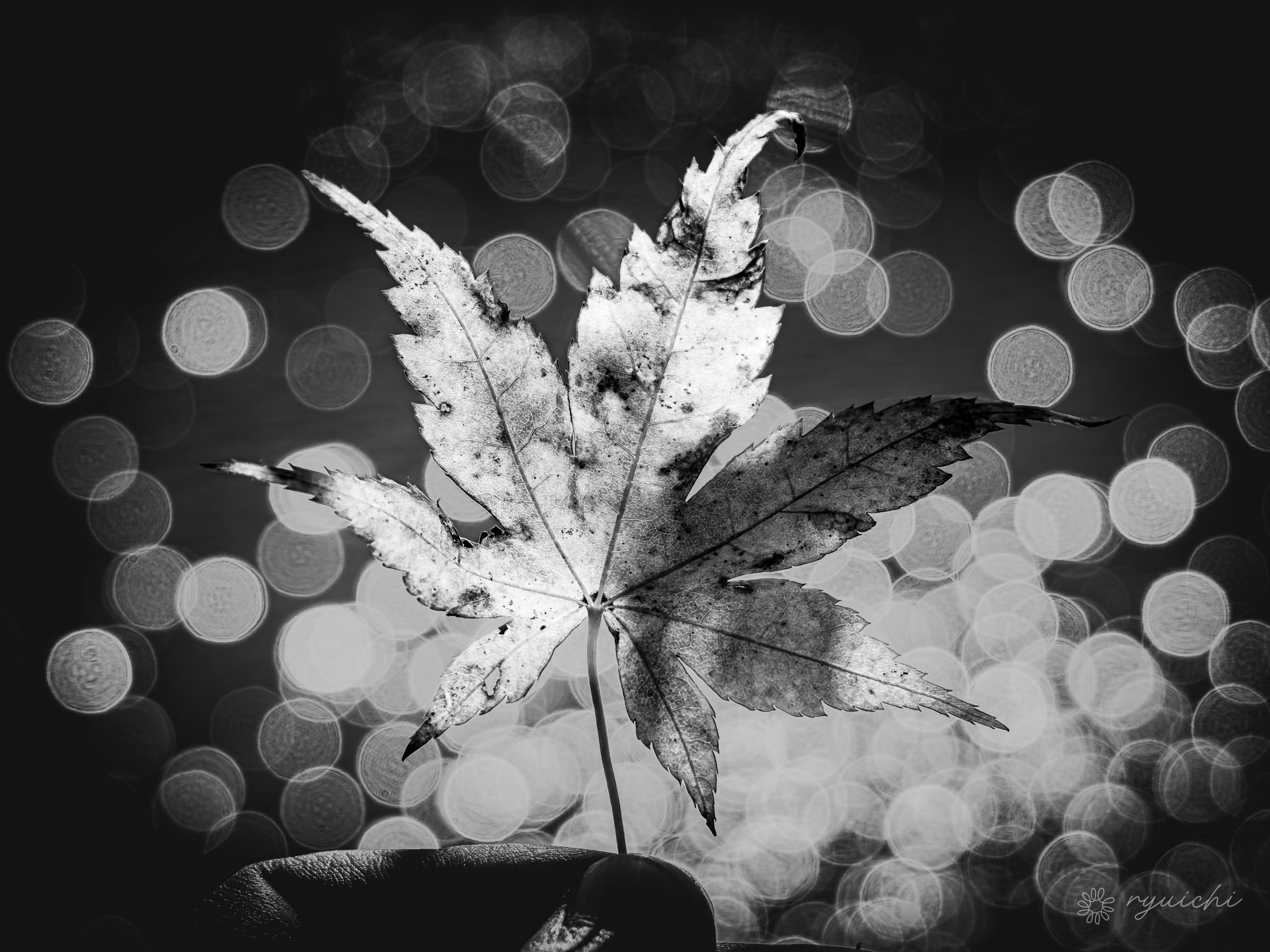 A maple leaf against sparkling bokeh, monochrome