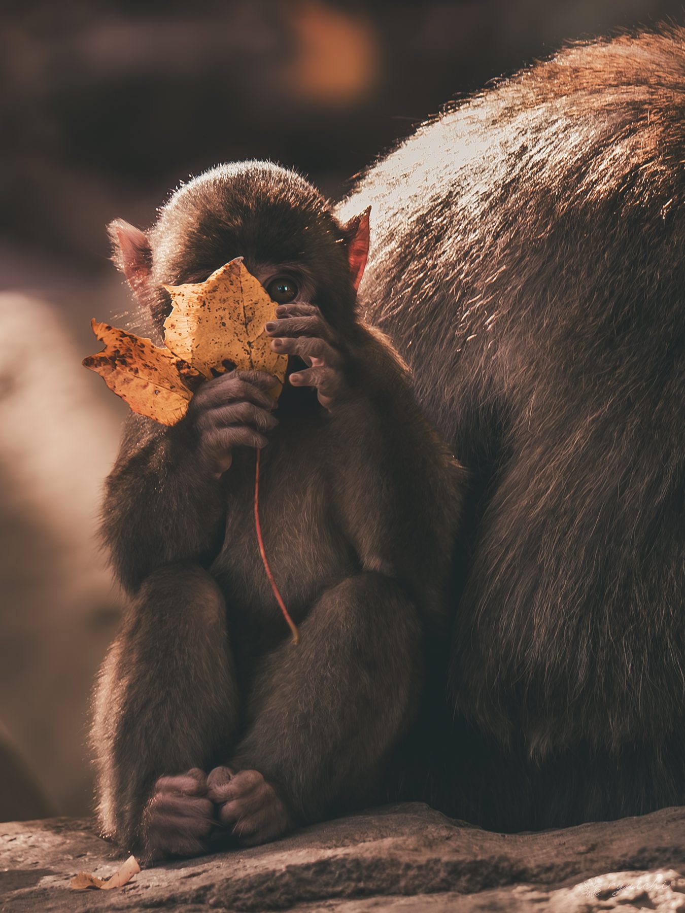 An infant monkey hiding behind a fallen leaf