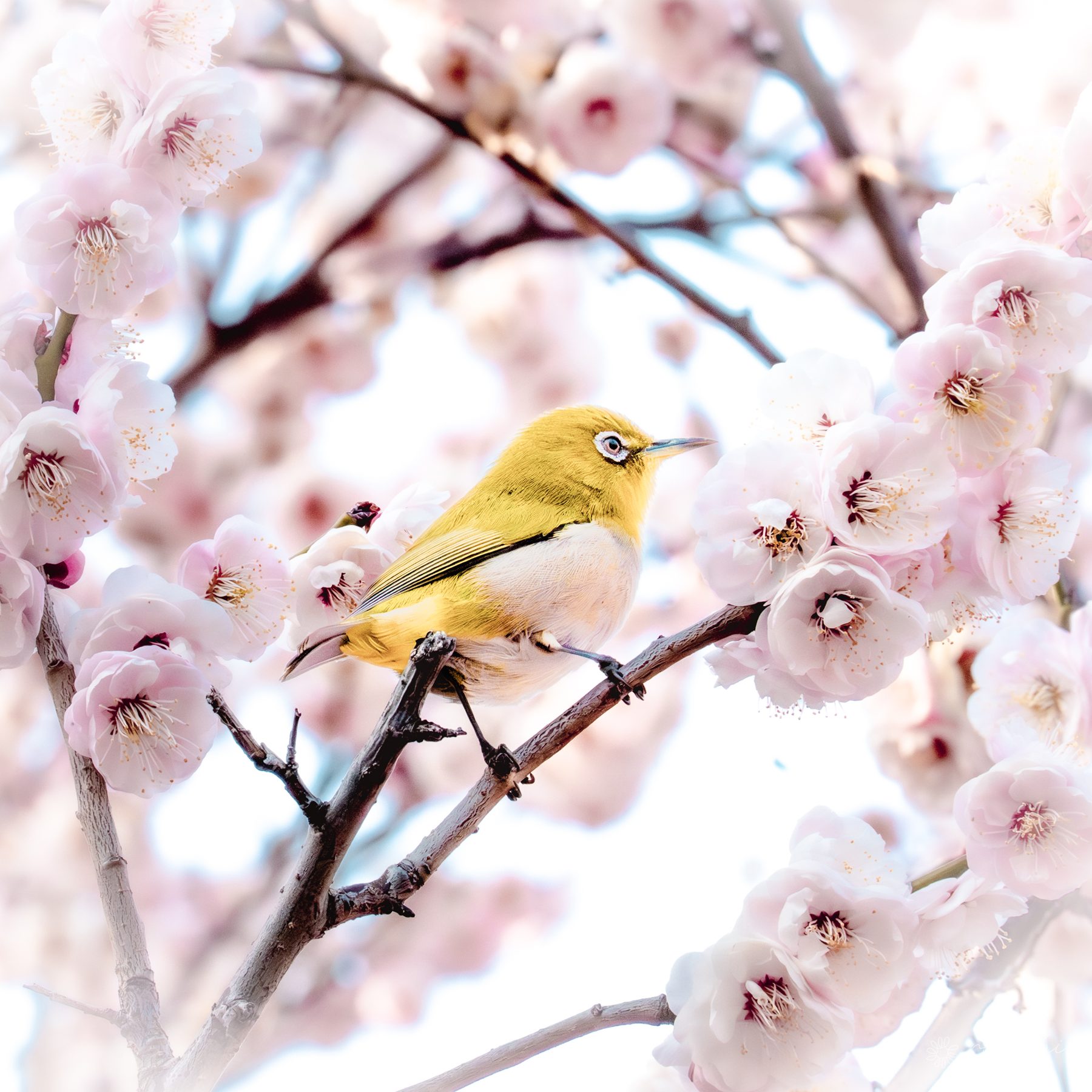 A white-eye bird among plum blossoms