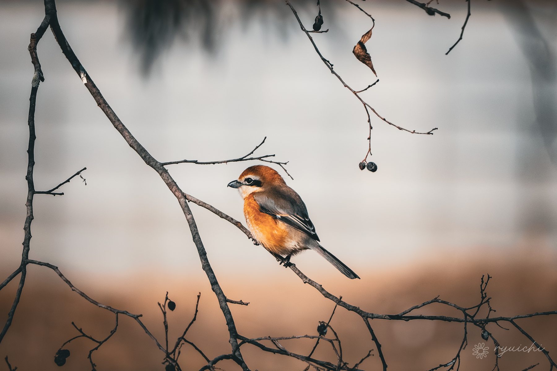 A shrike perched on a winter branch