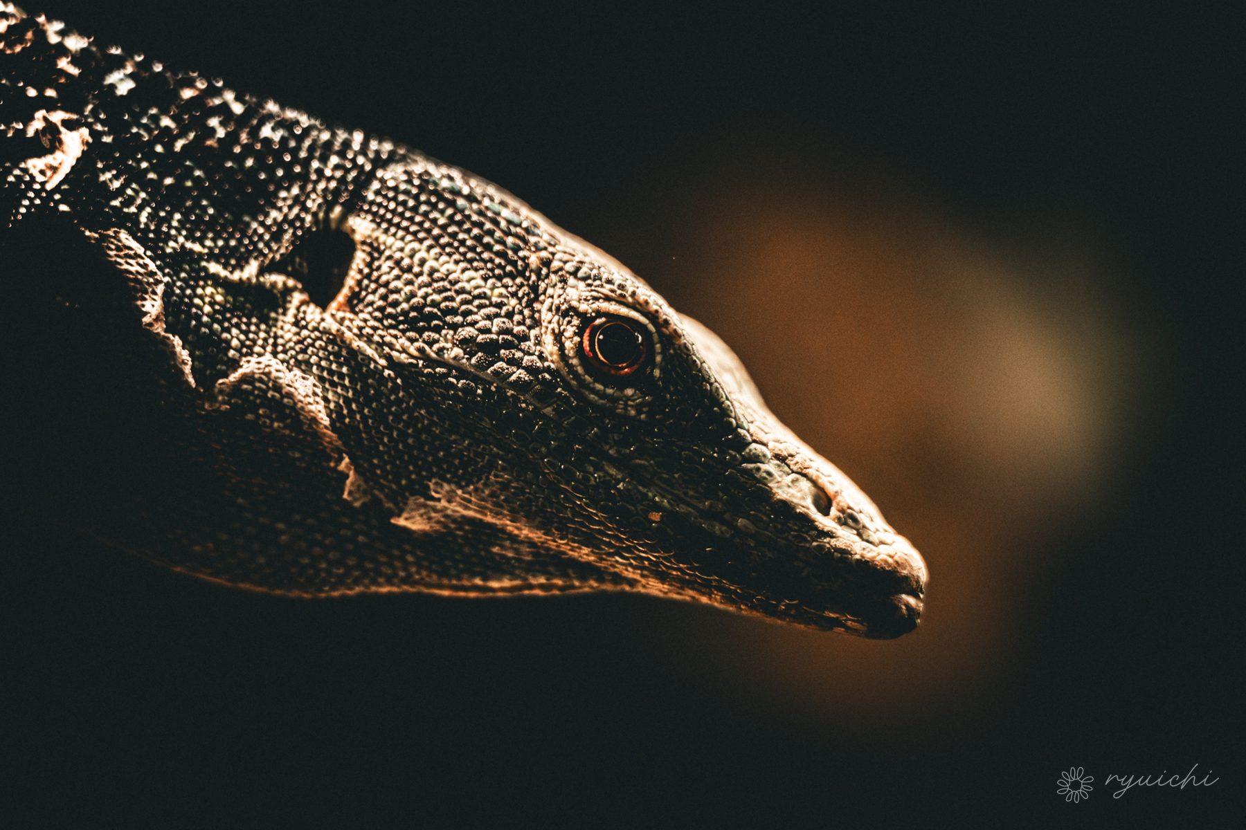 A monitor lizard rim-lit against darkness