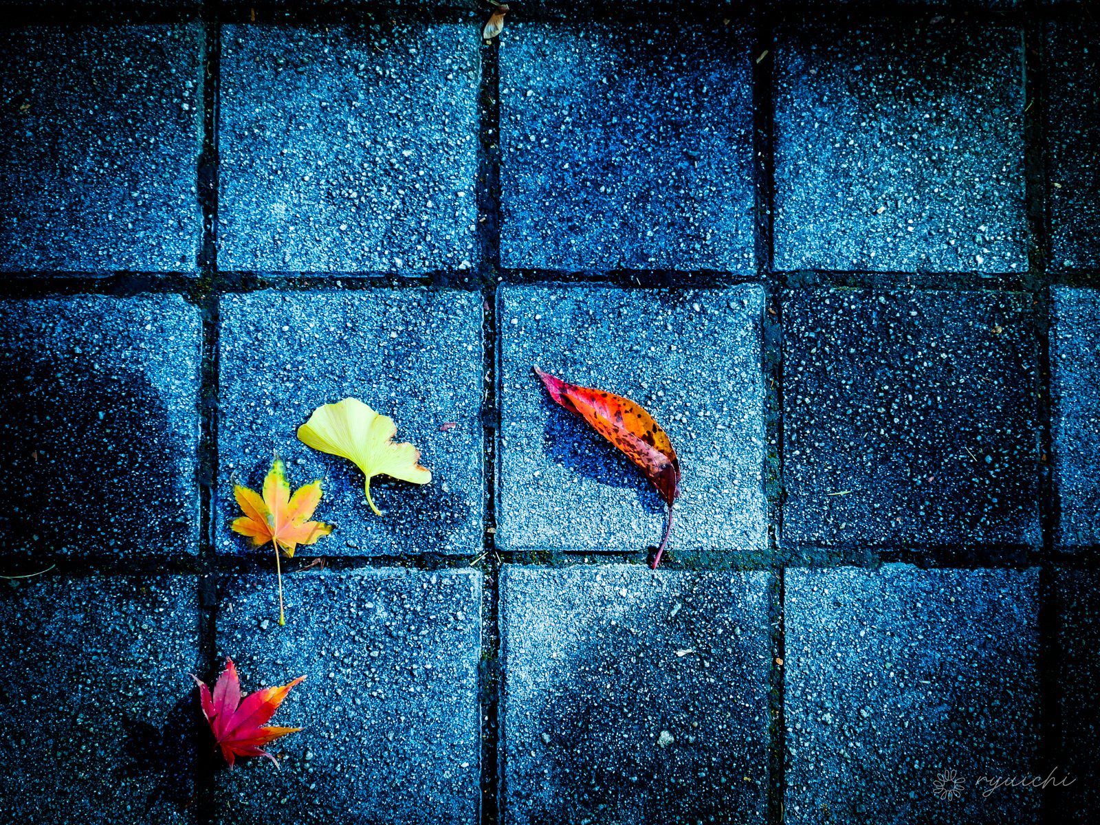 Fallen leaves arranged on blue pavement tiles