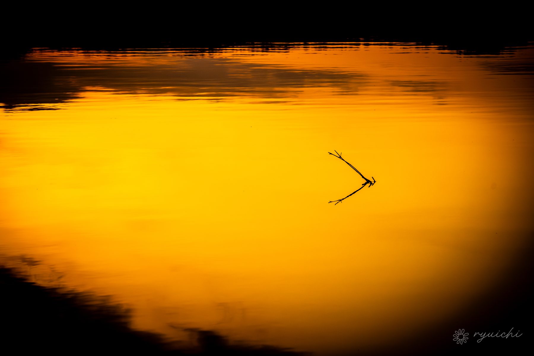A driftwood twig on a golden pond at dusk