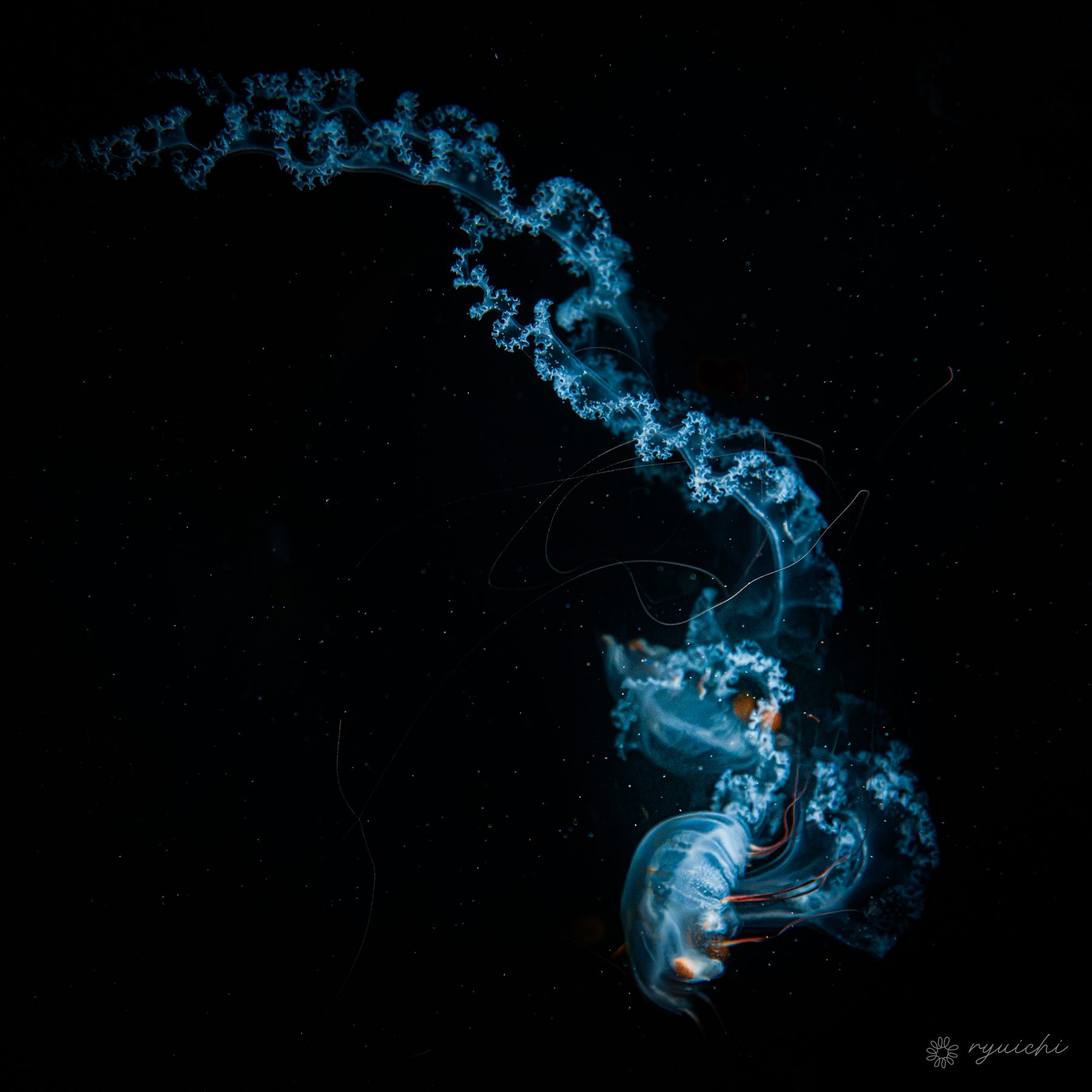 A pale jellyfish trailing luminous filaments
