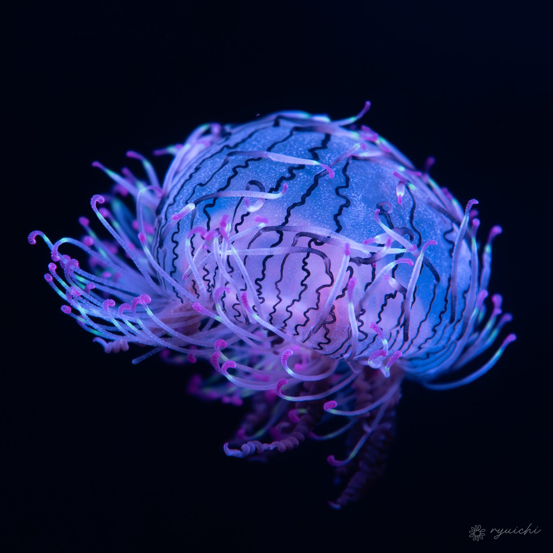 A violet jellyfish blooming in dark water
