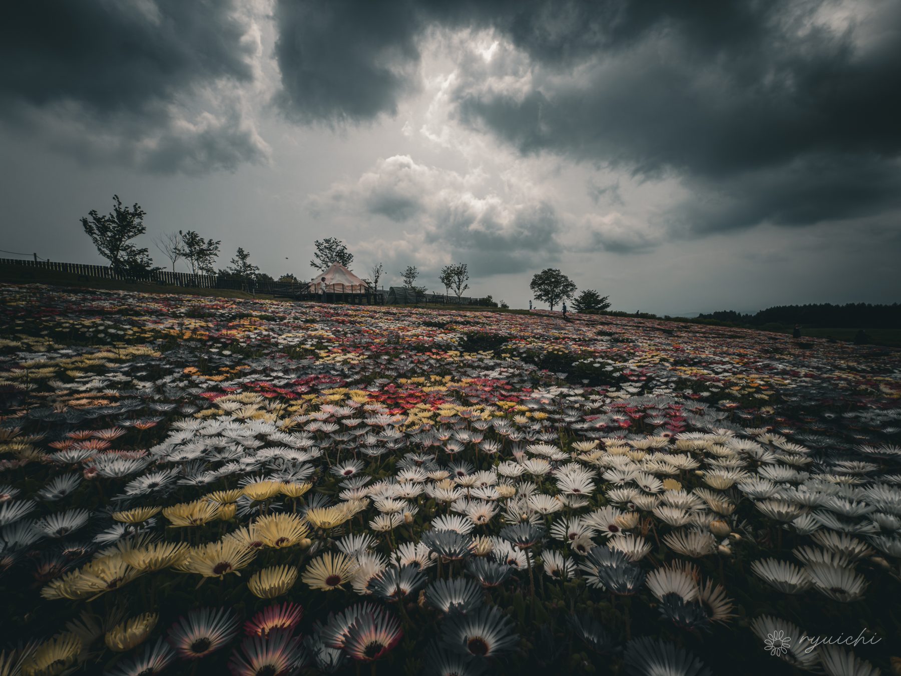 A flower field under brooding storm clouds