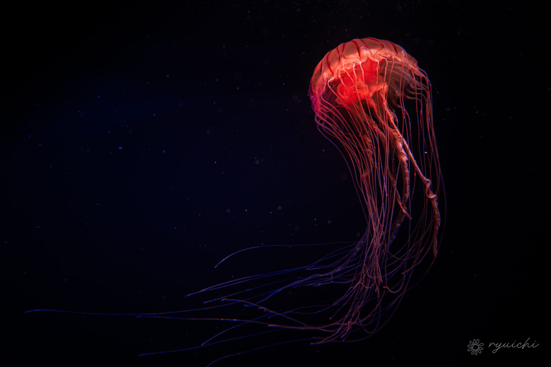 A crimson jellyfish glowing in dark water